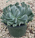 6" Echeveria Topsy Turvy